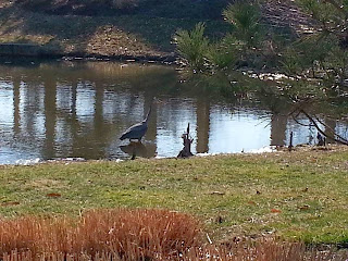 heron in pond