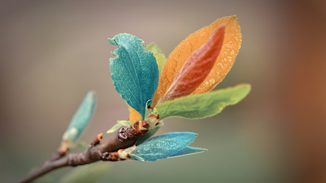 colorful leaves branch hd wallpaper