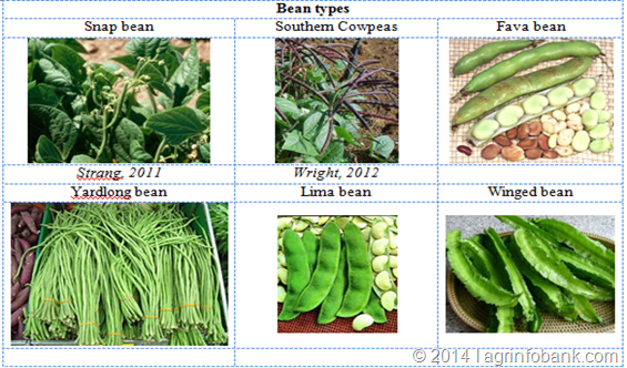 Bean: agrinfobank.com