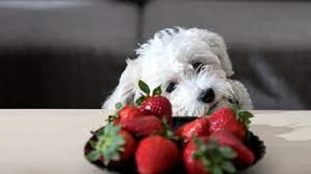 can dogs eat strawberries