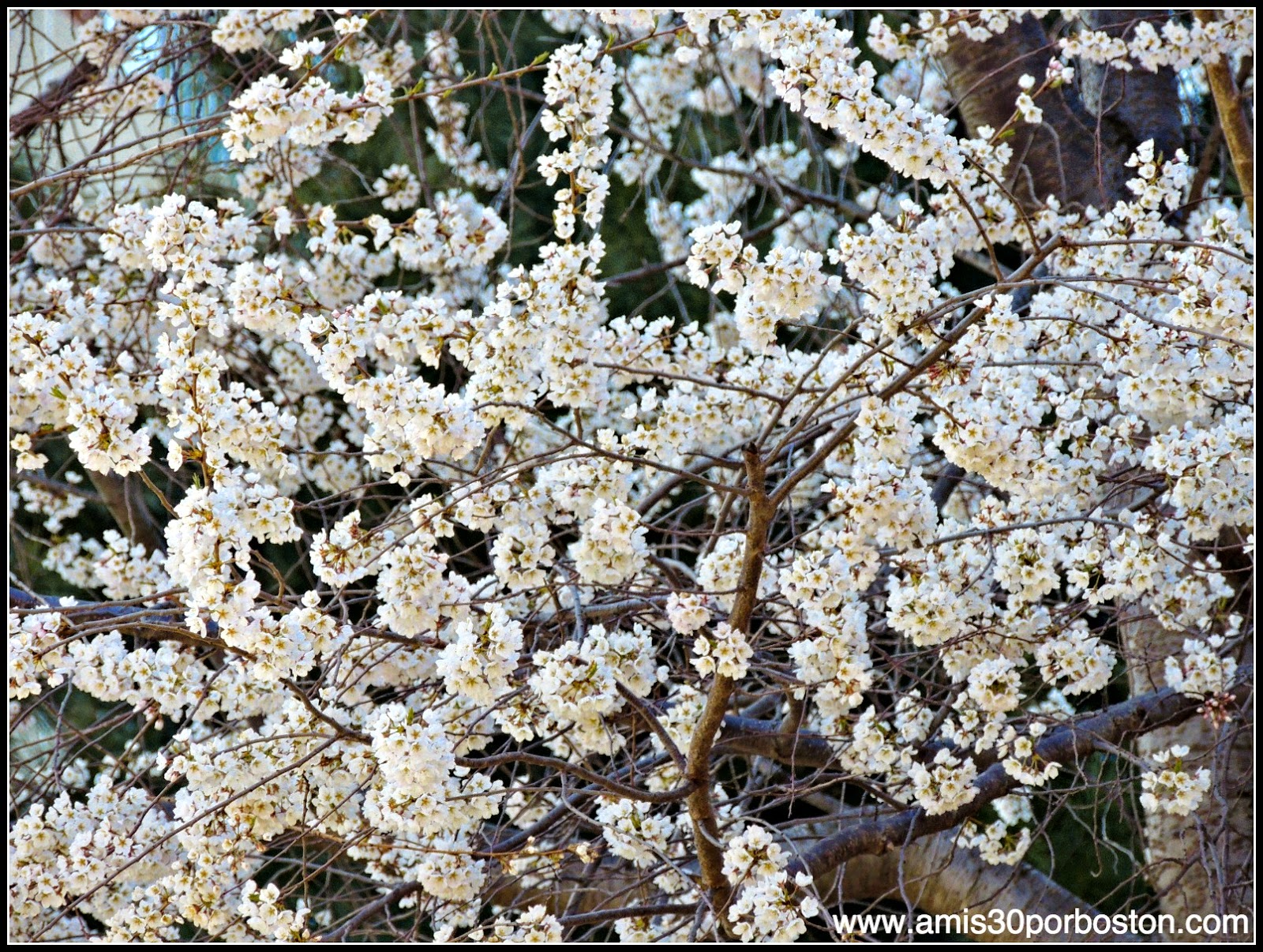 Primavera 2014: Flores de Boston