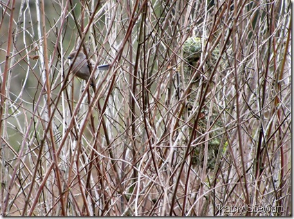 Bushtit and nest