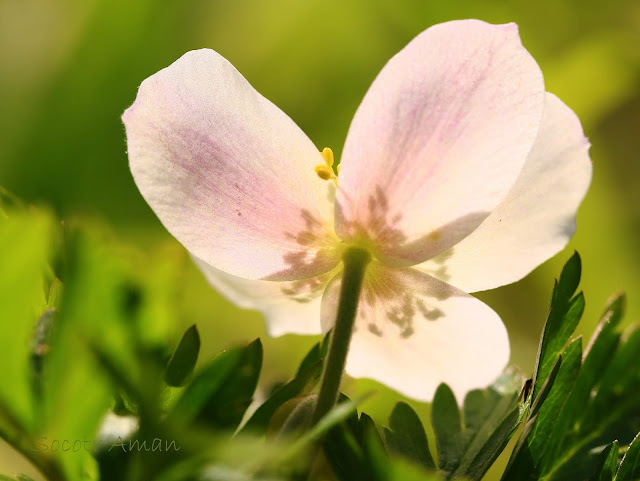 Anemone nikoensis