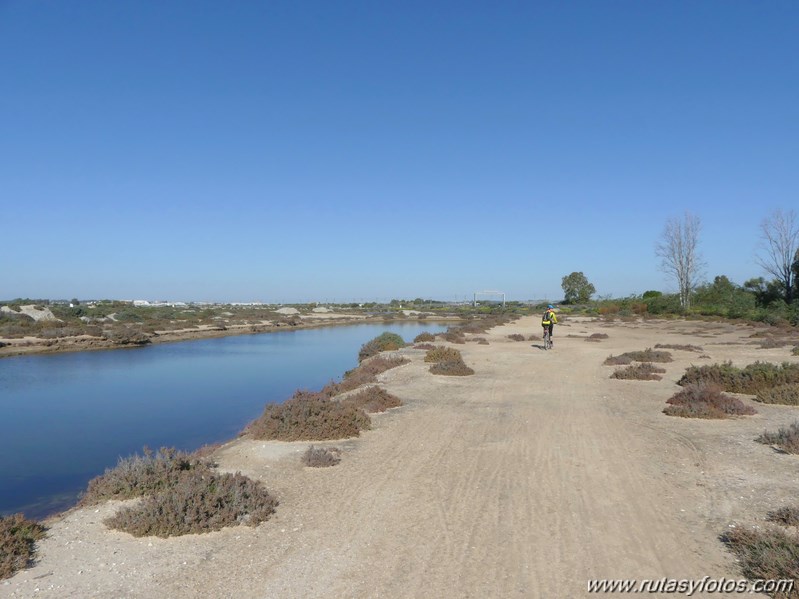 Marisma de los Toruños y Pinar de la Algaida