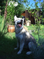 élevage chiots alaskan malamute