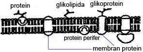 glikoprotein, glikolipid, dan protein porifer, protein, dan membran protein pada membran sel hewan