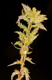 Sphagnum palustre.  Keston Common, 10 December 2014.