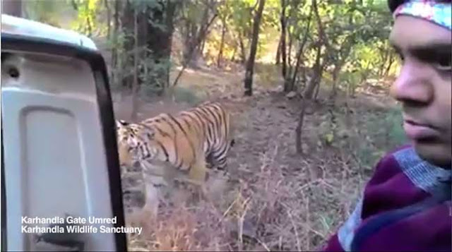 Sangat menakutkan, Harimau itu berjalan keliling kereta mereka