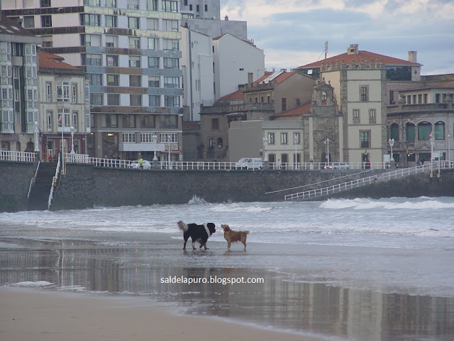 perros-playa-san-lorenzo