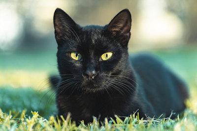 gato preto, blog comunicat, comunicat a comunidade dos gatos