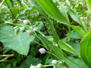 Herbe à chapelets - Coix lacryma-jobi - Grain de Job - Larmes de Job