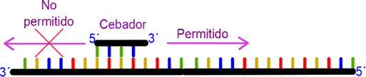 Dirección no permitida. Las polimerasas de ADN son unidireccionales, pueden copiar de 5→3, pero no de 3→5.