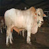 SAPI BRAHMAN DENGAN BERAT 310 - 400 KG