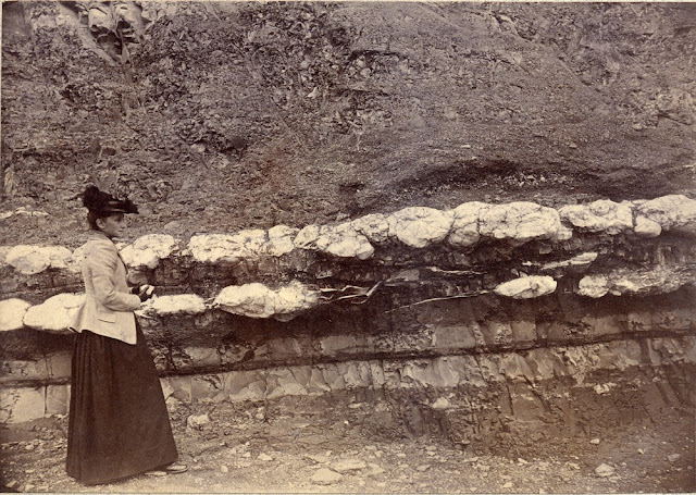 Penarth-Lavernock. Sections of Penarth Beds, etc., from Penarth Head to Lavernock. 1892. Photograph by C.J. Watson. From the British Association for the Advancement of Science photograph collection.