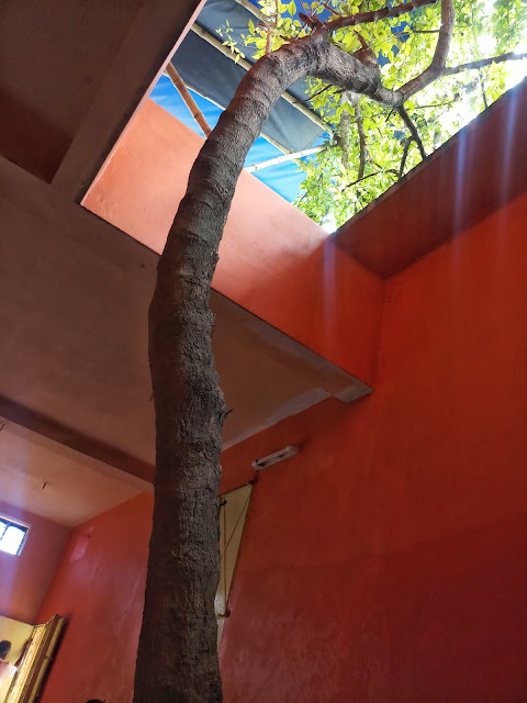 Manasa tree at manasatala Banerjee house Makardaha Howrah