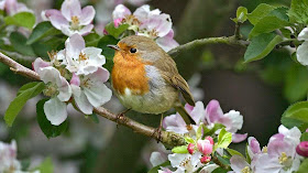 background-flower-birds-wallpapers