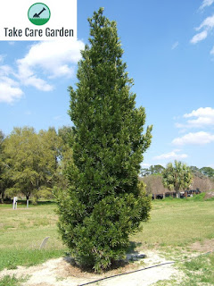 Podocarpus Macrophyllus: The Buddha's Pine Tree
