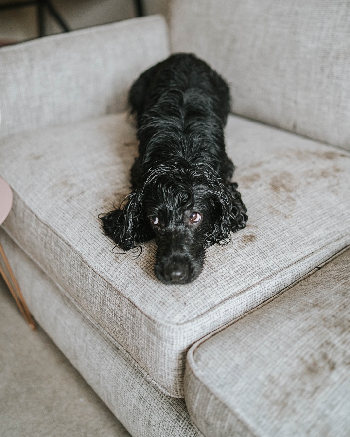 The Best Dog Friendly Sofa