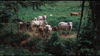 cattles-cows-in-rain