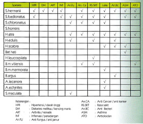 keunggulan jeli gamat luxor