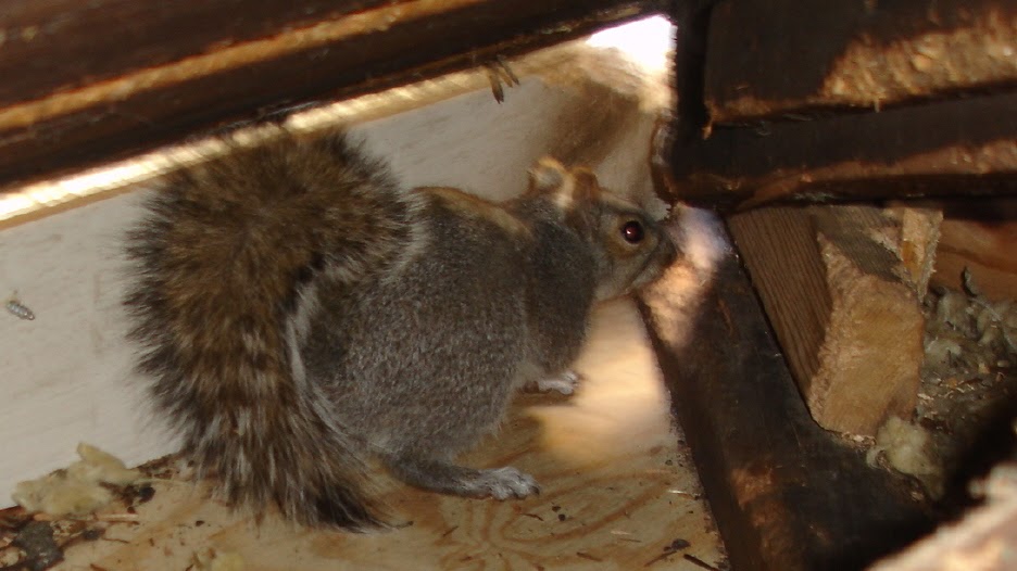 Tree Squirrel - Squirrel In My House