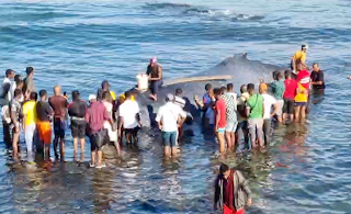 Moroni : Opération de sauvetage d'une baleine échouée à Kalaweni