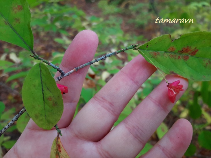 Бересклет малоцветковый (Euonymus pauciflorus)