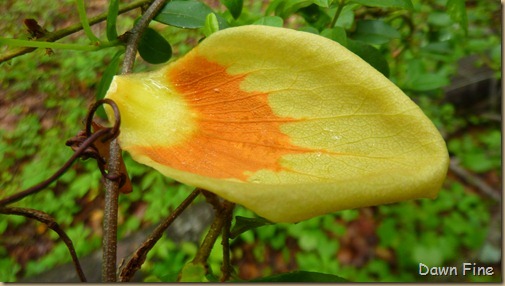 Water droplets and flowers_104