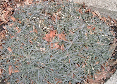 [Photo: dianthus foliage in early spring.]