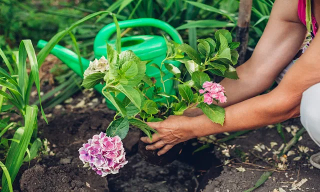 easy flower gardening tips