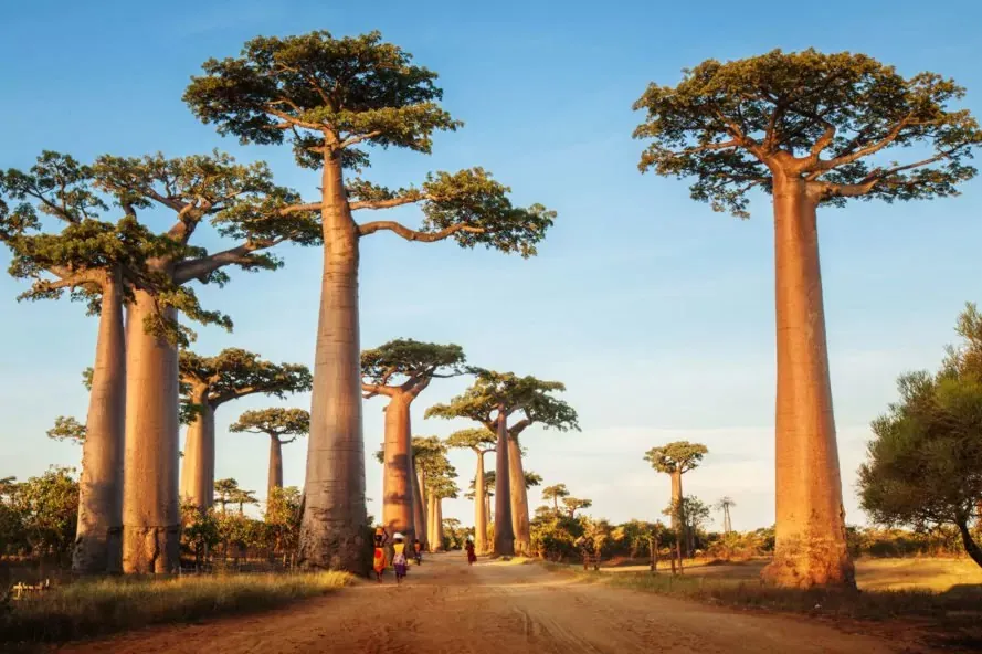 Giant Baobab Trees