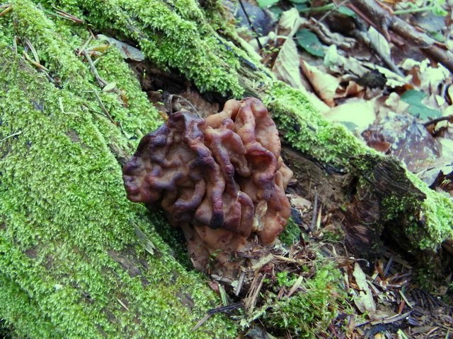 Gyromitra gigas