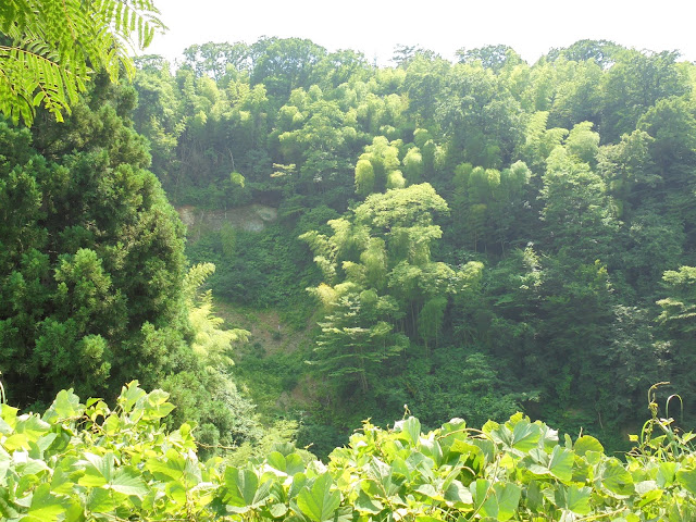 ロイヤルシティ大山の別荘地への上り坂からの眺望