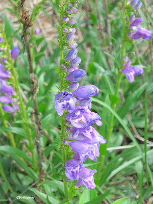 a Colorado penstemon