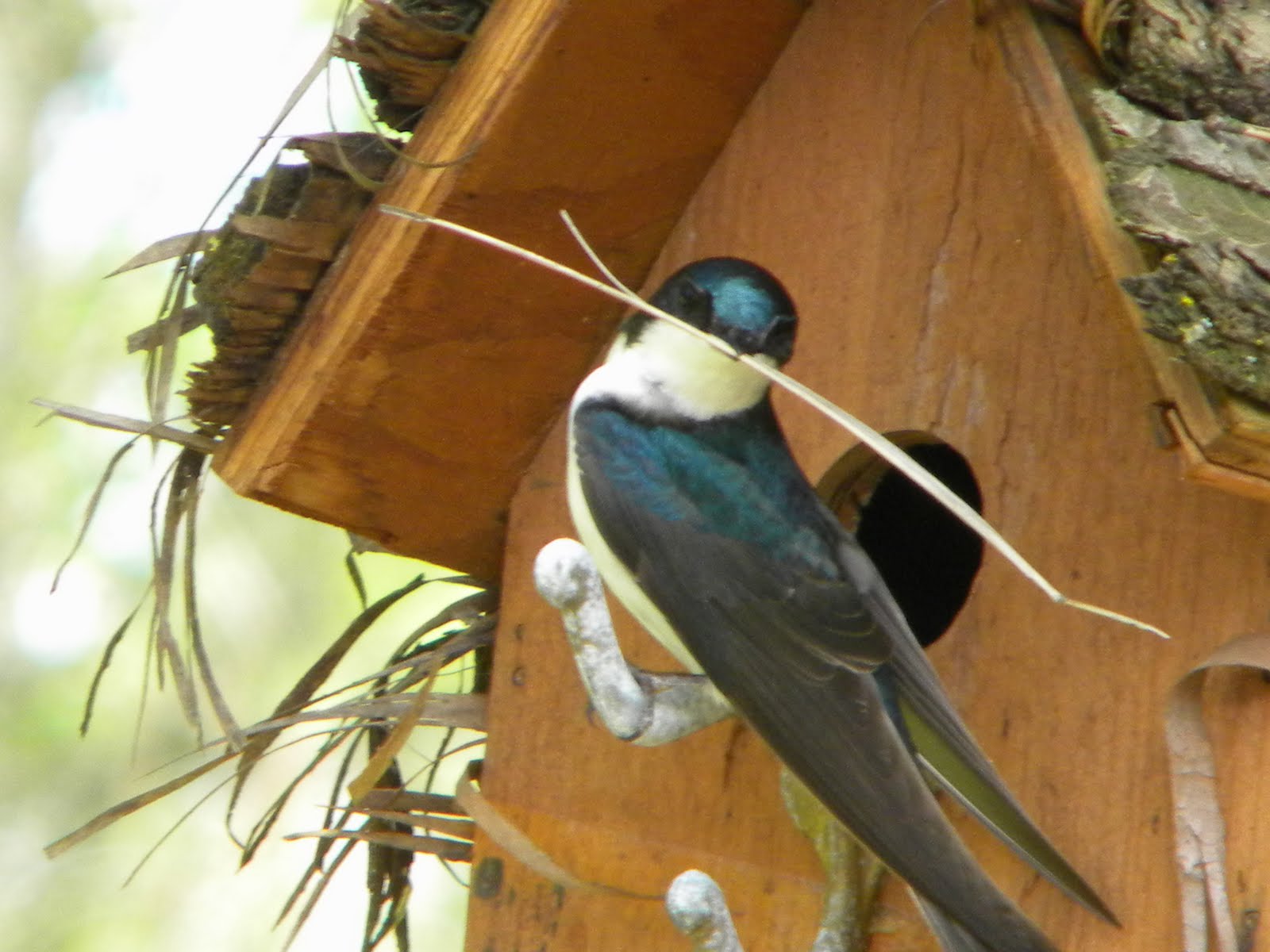 The male tree swallow gathers the nest building materials. The female 