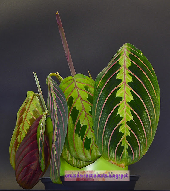 Maranta leuconeura ‘Fascinator’, Μαράντα η λευκόνευρη ποικ. ‘Φασινέιτορ’, τροπικό, φυλλοφόρο φυτό