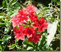DSC09391