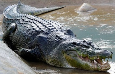 world's largest crocodile