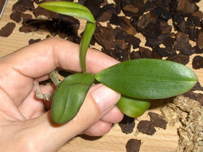 Phalaenopsis kuntrarti rarashati x lindenii seedling 2 svasato
