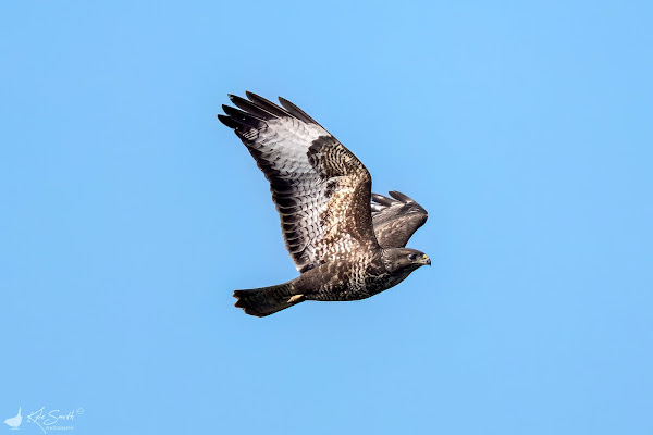 Buzzard