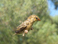 Bird Mist Nets