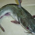 Aquatic: Catfish