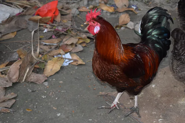 A beautiful domesticated rooster photo