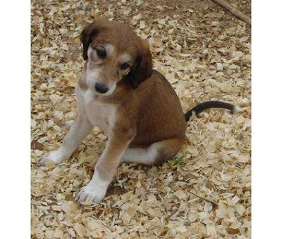 Saluki Puppy Pictures