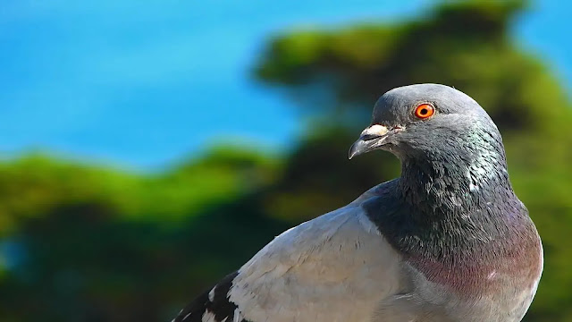 Pigeon