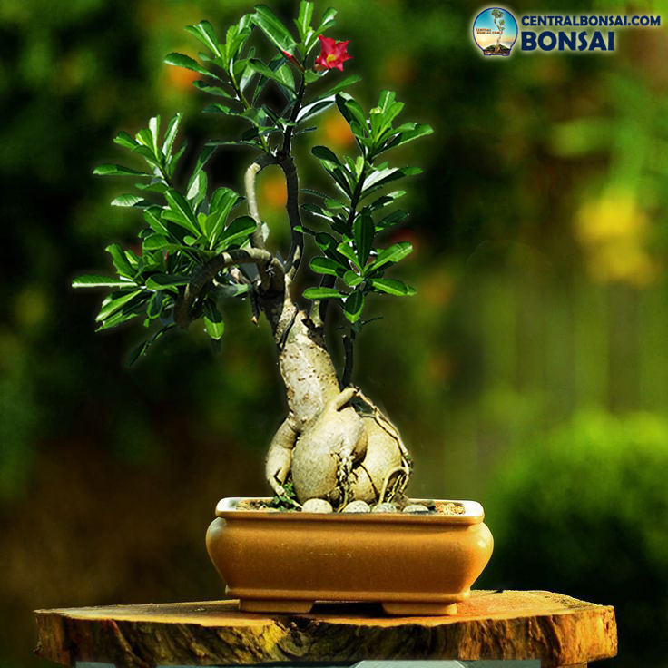 SENI BONSAI  DARI TANAMAN ADENIUM KAMBOJA  CentralBonsai 