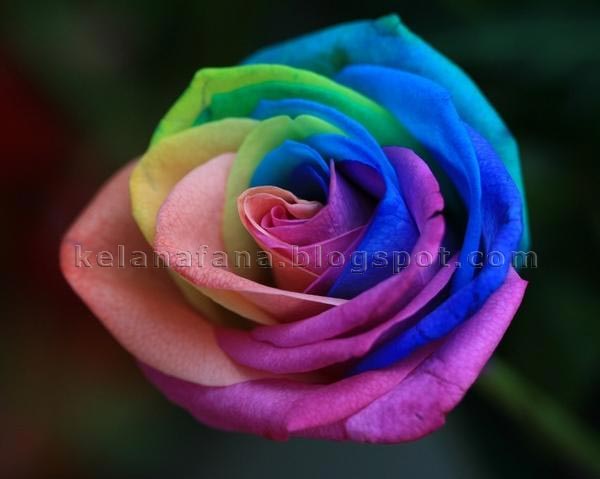 Bunga Ros Pelangi  Pelbagai Gambar  Menakjubkan
