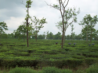 Siliguri Darjeeling