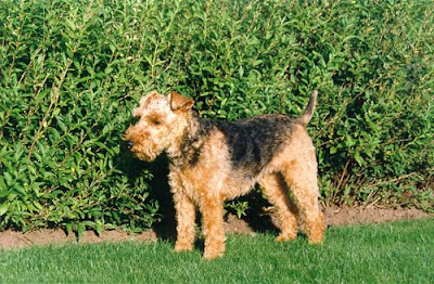 Welsh Terrier Puppies Pictures