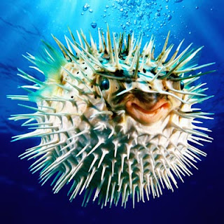 puffer fish